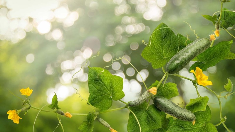 6 Benefits of Behavior-Driven Testing with Cucumber